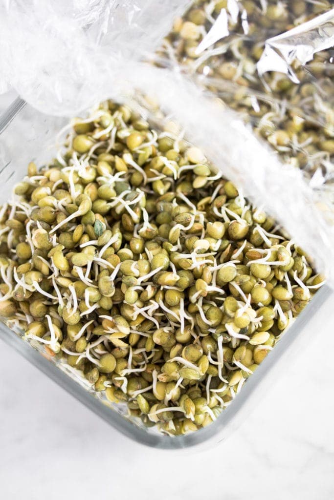 sprouted green lentils in a glass dish